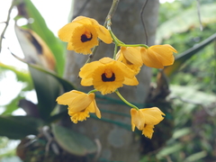 Dendrobium fimbriatum
