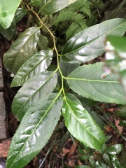 Casearia membranacea