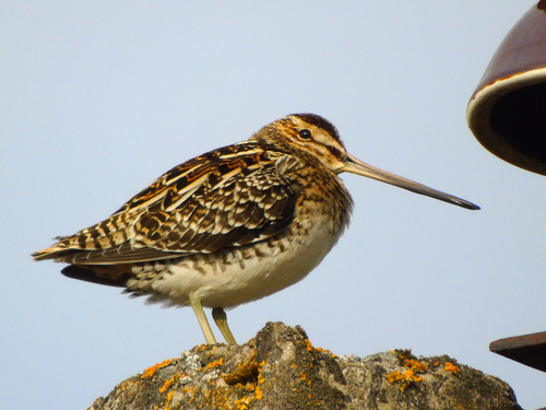 Common Snipe