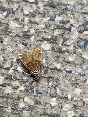 Paracymoriza cataclystalis