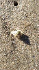 Diogenes brevirostris