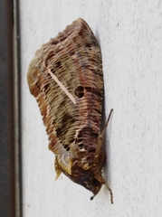 Eudocima apta