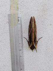 Eudocima apta