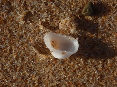 Striarca pisolina
