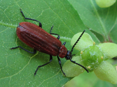Pseudopyrochroa rufula