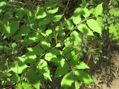 Picrasma quassioides