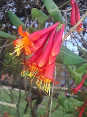 Lonicera sempervirens