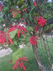 Lonicera sempervirens