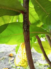Orientopsaltria