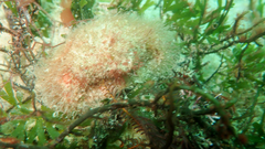 Dromidia hirsutissima