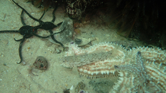 Caffrogobius nudiceps