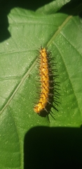 Acraea petraea