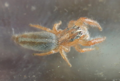 Thyene thyenioides