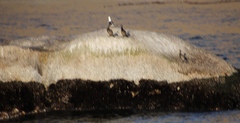 Phalacrocorax neglectus