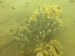 Haliclona caerulea