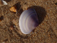 Austromactra contraria