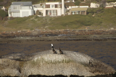 Phalacrocorax neglectus
