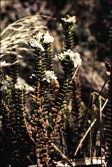 Veronica pauciramosa