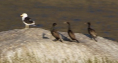 Phalacrocorax neglectus