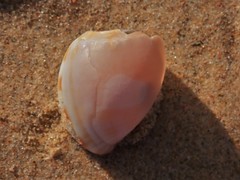 Phalium bandatum