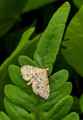 Elophila icciusalis