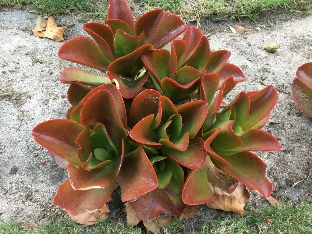 Kalanchoe × estrelae
