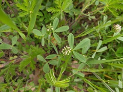 Trifolium leucanthum
