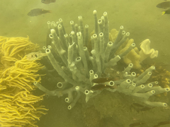Haliclona caerulea