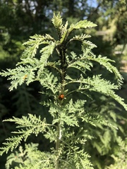 Harmonia axyridis