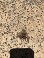 Insecta