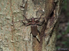 Aegolipton marginale