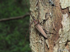 Aegolipton marginale