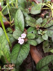 Strobilanthes reptans