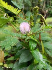 Mimosa pudica