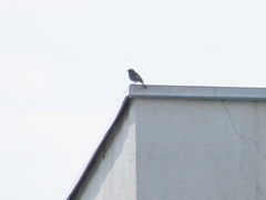 Phoenicurus ochruros