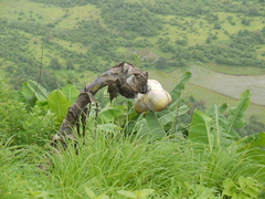 Ensete superbum
