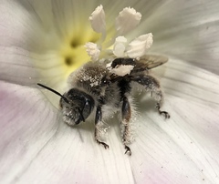 Diadasia bituberculata