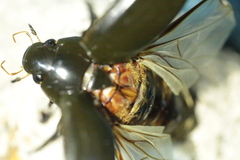 Hydrophilus piceus