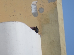 Columba livia domestica