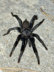 Chaetopelma olivaceum