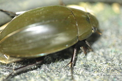 Hydrophilus piceus