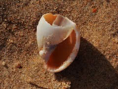 Phalium bandatum