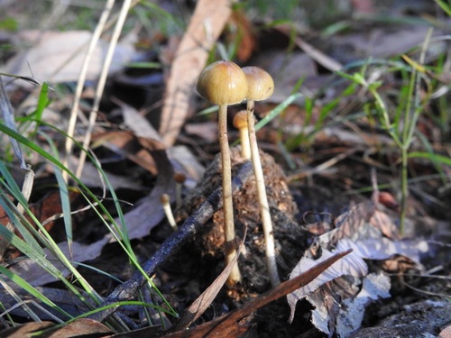 Dung Roundhead