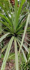 Pandanaceae