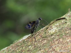 Aulacidae