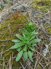 Pseudoturritis turrita