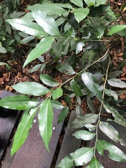 Putranjiva formosana