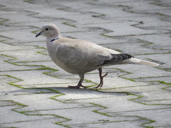 Streptopelia decaocto