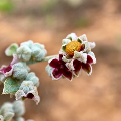 Chenopodium curvispicatum