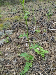Lapsana communis intermedia